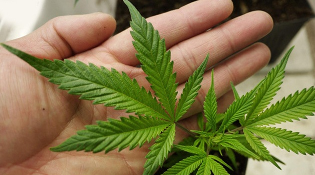 Proponen discutir desde la ciencia la despenalización de la marihuana