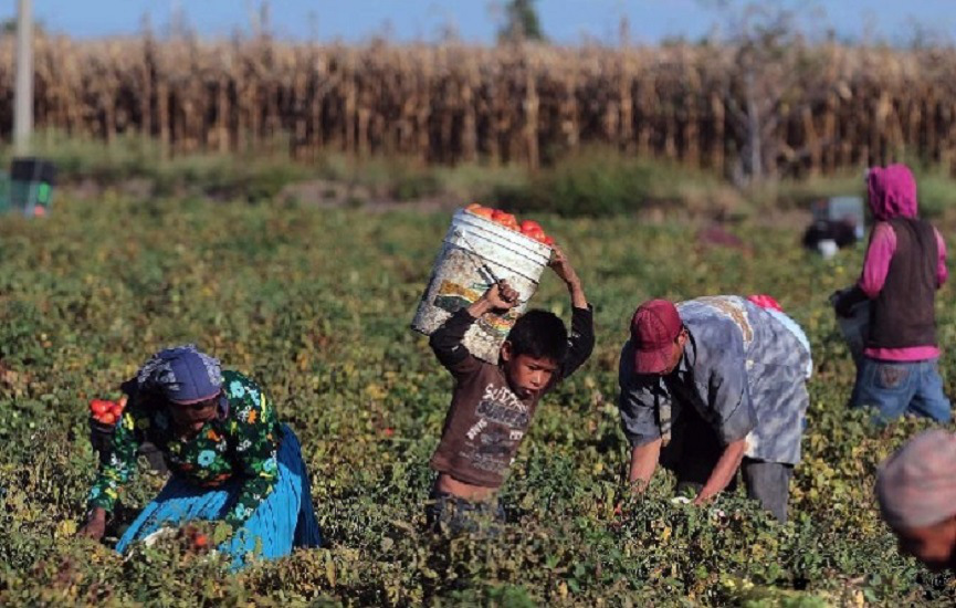 Jornaleros de San Quintín, enfermos por agroquímicos tóxicos