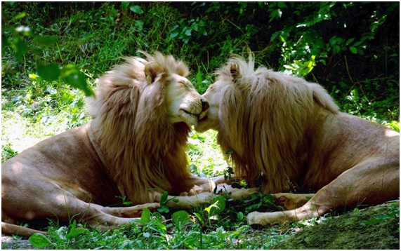 10 animales orgullosamente bisexuales