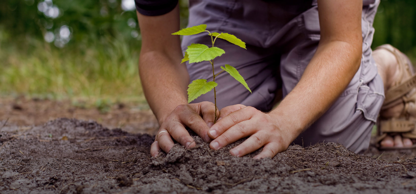 Planta, abraza o dibuja un árbol si apoyas el acuerdo de París
