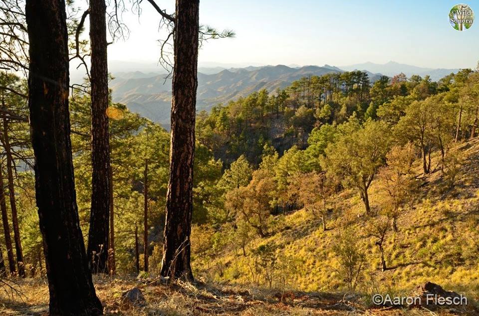 RESERVA DE LA BIOSFERA AJOS-BAVISPE SONORA MEXICO