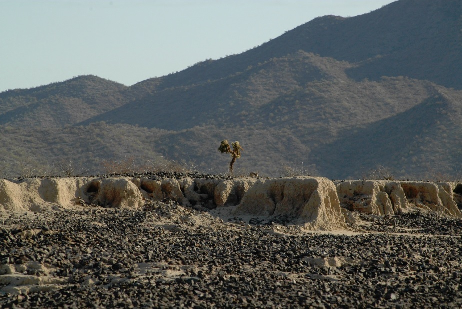 Inicia registro de más de 480 esqueletos de la  zona arqueológica La Playa, Sonora