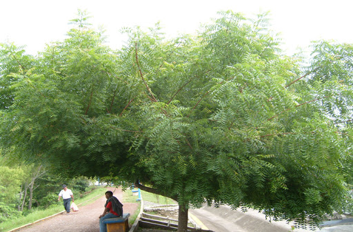 Neem, Usos, Propiedades y Beneficios