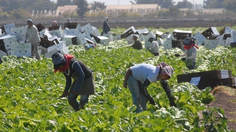 Confirman brote de Coronavirus en campo agrícola