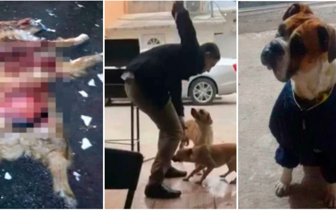 Este es el perfil psicológico de un maltratador de animales