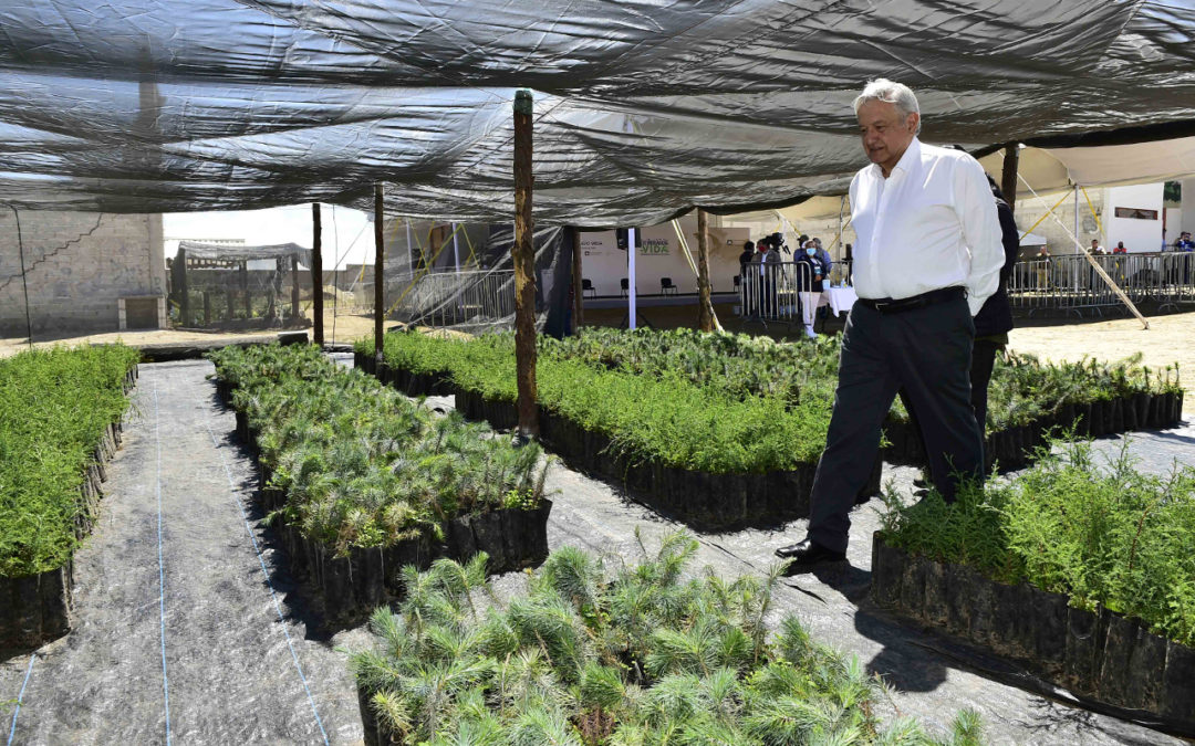 México dejará de usar glifosato de forma gradual