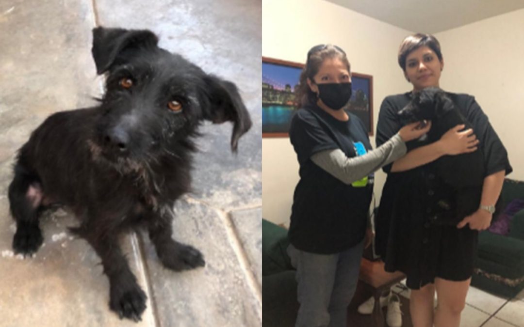 Una esperanza para los perros callejeros