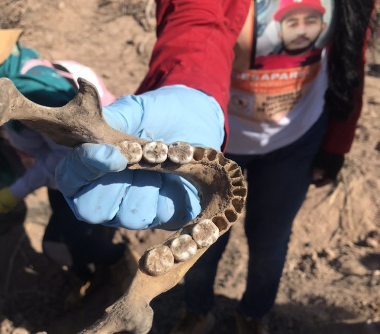 Al menos 20 cuerpos en 16 fosas clandestinas encuentra hoy la brigada de las Madres Buscadoras de Sonora