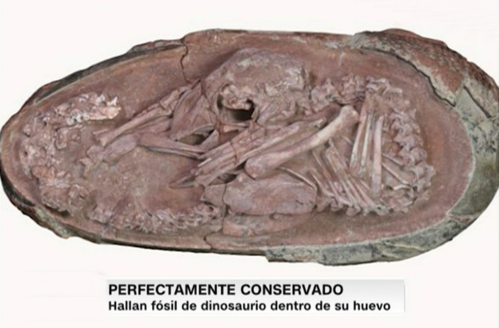 Bebé dinosaurio es descubierto intacto dentro de su huevo