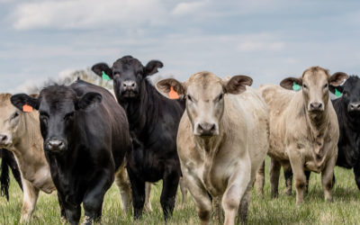 100 cuentos para sanar (86 y 85)