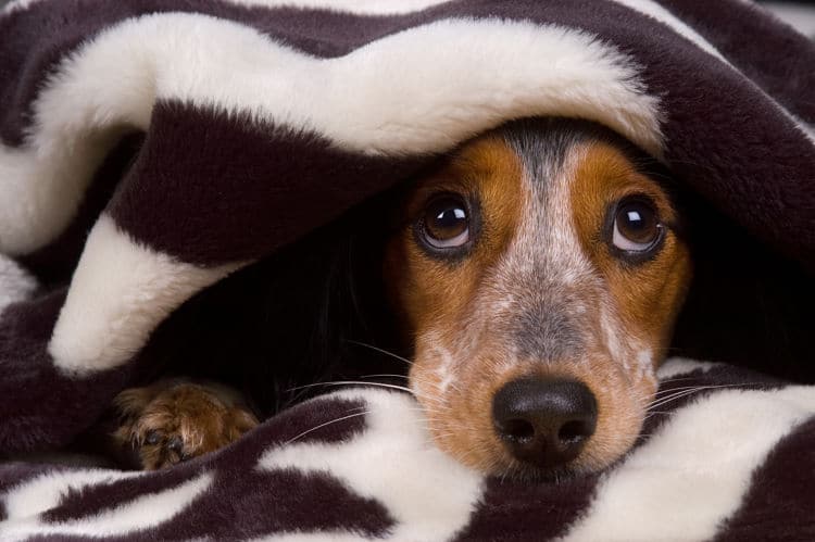 Detonar pirotecnia, se debe considerar como crueldad animal: Ely Sallard