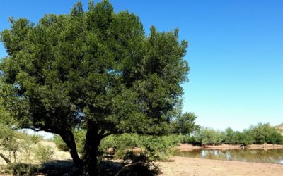 El mítico árbol sonorense
