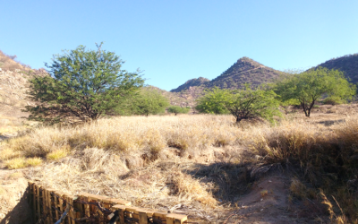 Zacate buffel, y eso ¿qué es?