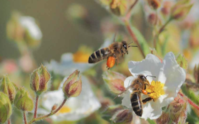 El neem y las abejas mieleras