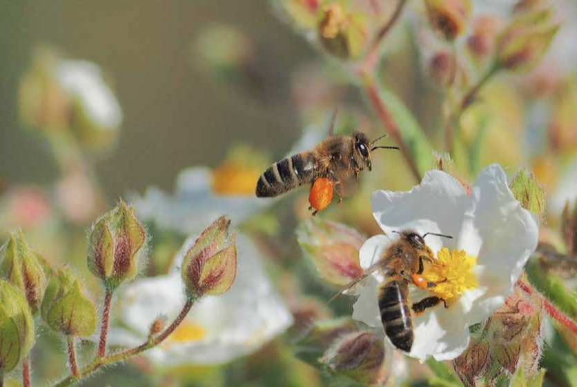 El neem y las abejas mieleras