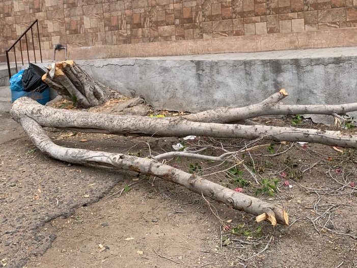 Se dispara la contaminación en la ciudad; IME llama a no talar árboles sin permiso WhatsApp-Image-2022-06-15-at-10.14.04-PM