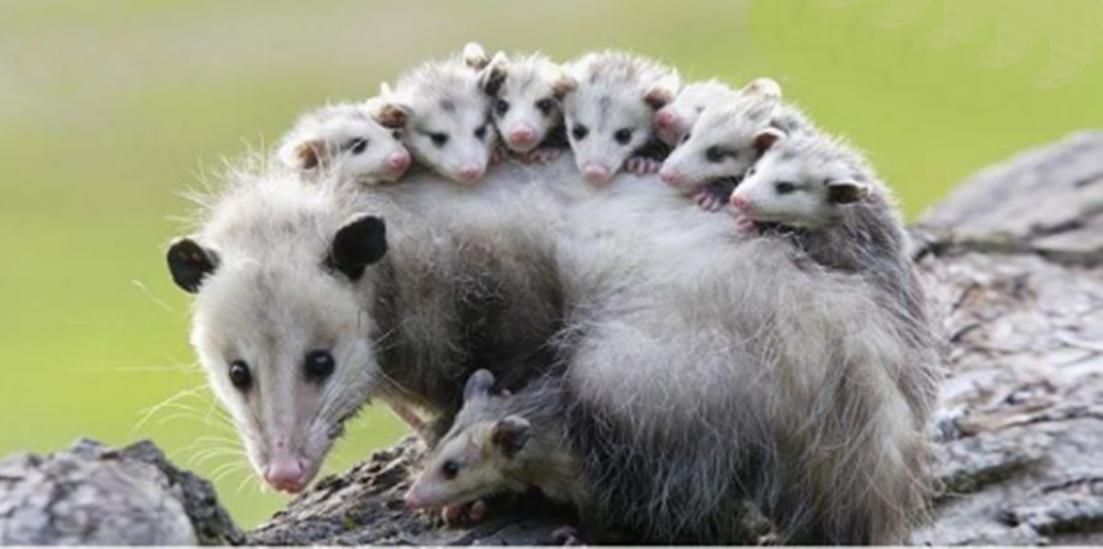 Conoce al tlacuache, el marsupial mexicano que controla plagas, crea bosques y dio el fuego a la humanidad
