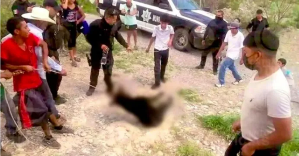 Policías y pobladores torturan hasta la muerte a osito en Coahuila; Profepa va por los responsables