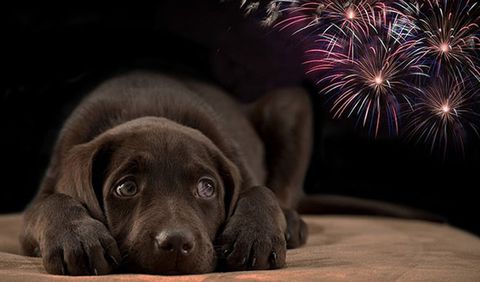 Aprueban que uso de pirotecnia sea considerado como crueldad animal