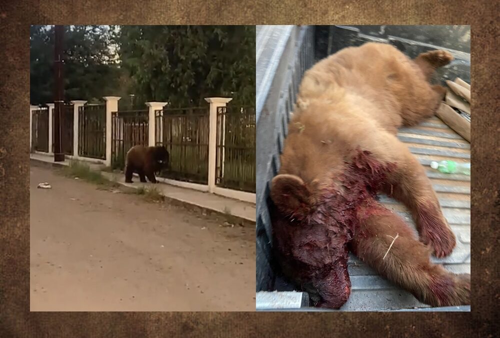 [VIDEO] Pobladores salvajes de Cumpas, Sonora matan a oso en peligro de extinción
