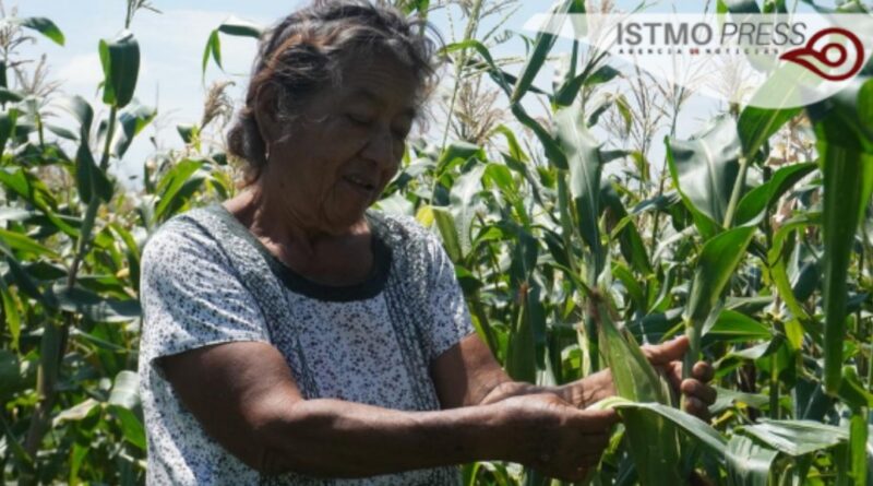 El maíz es vida: Campesinas zapotecas hablan del amor por el campo y la desigualdad por ser mujeres