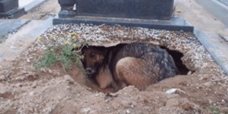 Perrito extraña a su dueño y cava un hueco al lado de su tumba para sentirlo cerca
