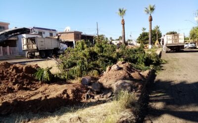 Autoridades quieren destruir el Bosque de la Alegría
