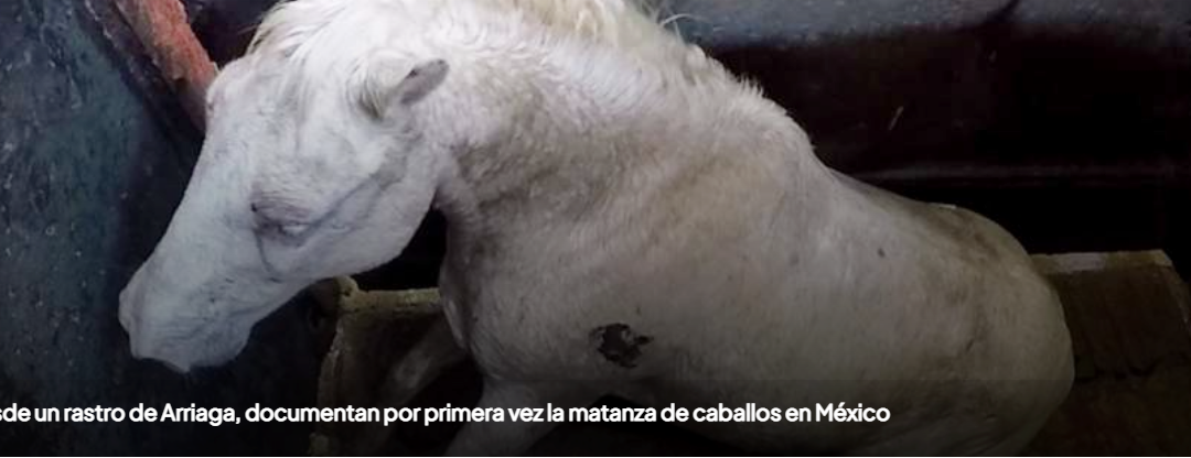 Desde un rastro de Arriaga, documentan por primera vez la matanza de caballos en México