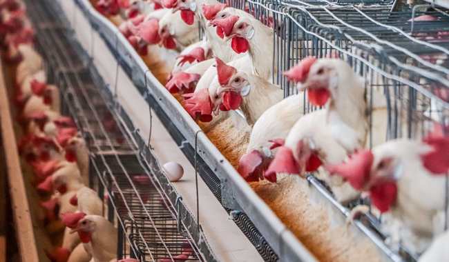 Se sacrificaron 500 mil aves para contener gripe aviar en Sonora