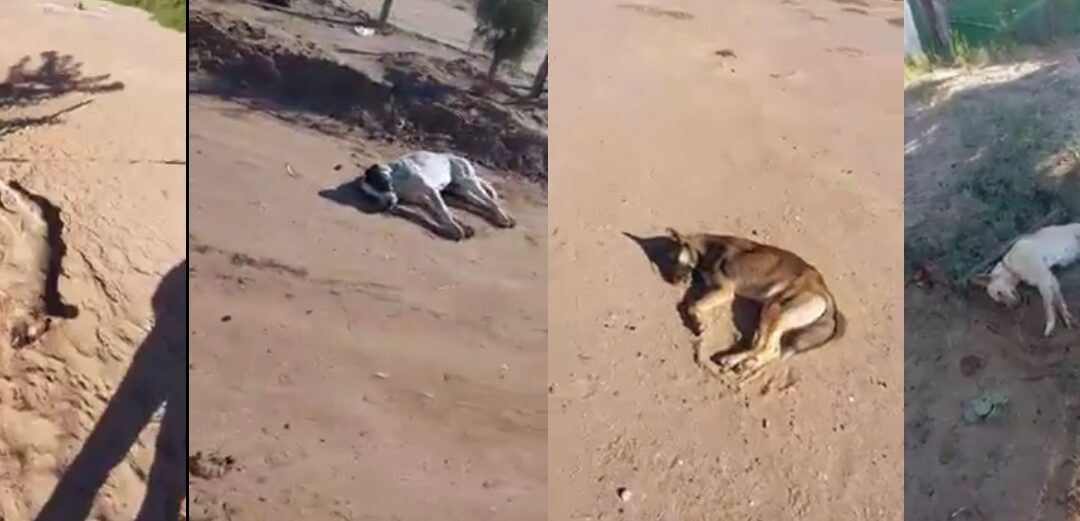 Fiscalía de Sonora investigará posible envenenamiento de perritos en Caborca