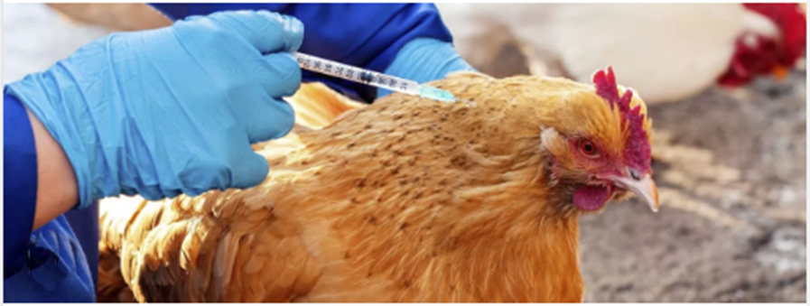 Agricultura retira cuarentena a la avicultura en Sonora gallina vacunada