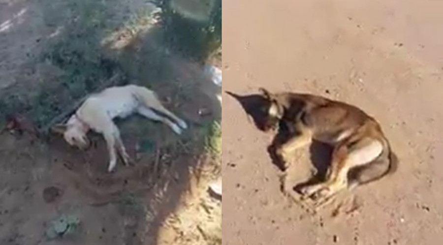 Fiscalía mantiene investigaciones por caso de perritos envenenados en Caborca
