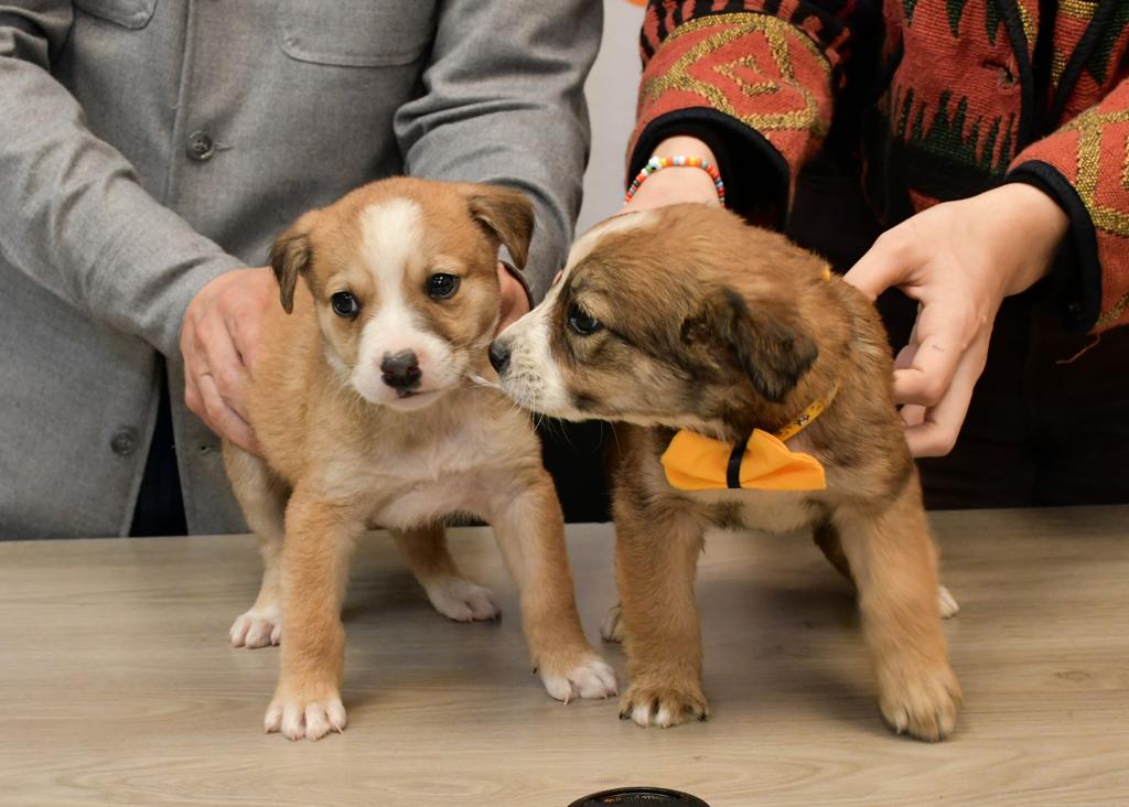 Se promoverá fomento de adopción de perros y gatos sin hogar (2)