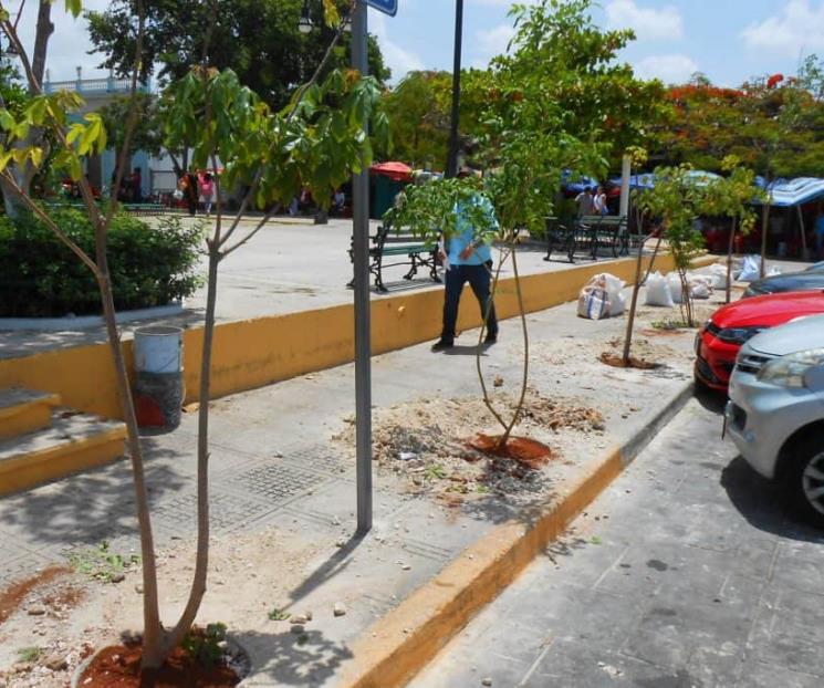 Aprueba el Congreso la arborización obligatoria de los estacionamientos