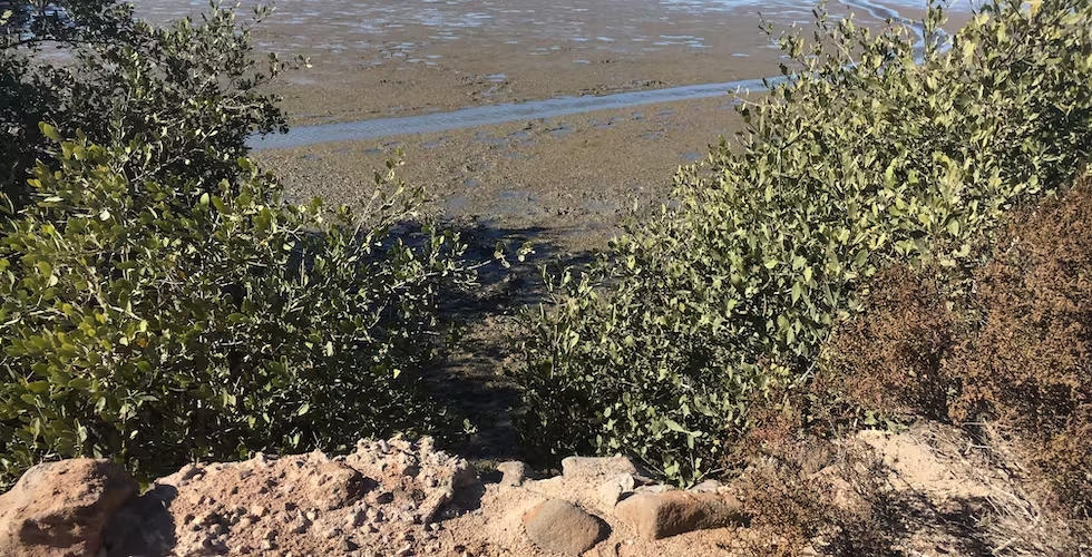 Gobernador de Sonora revisará contaminación en Bahía de Yavaros - Libera  Radio