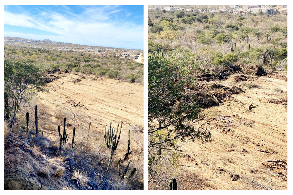 Exhiben ecocidio en arroyo de Los Cabos