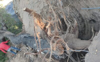 Un trasplante irresponsable