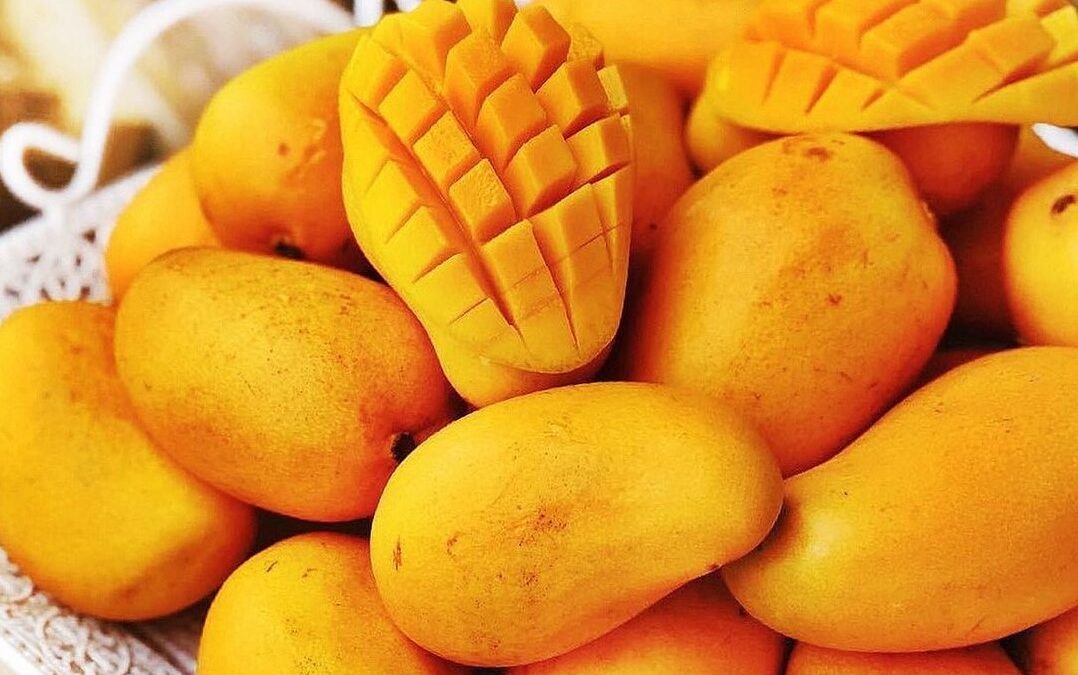 Cambio climático afecta producción de mango Ataulfo en Chiapas