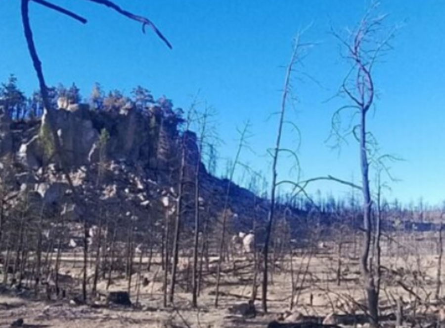 Organizaciones exigen alto a la tala ilegal y a la violencia en la Sierra Tarahumara