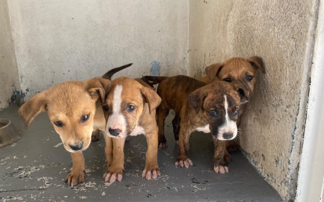 Gobierno de Hermosillo llama a adoptar perritos sin hogar