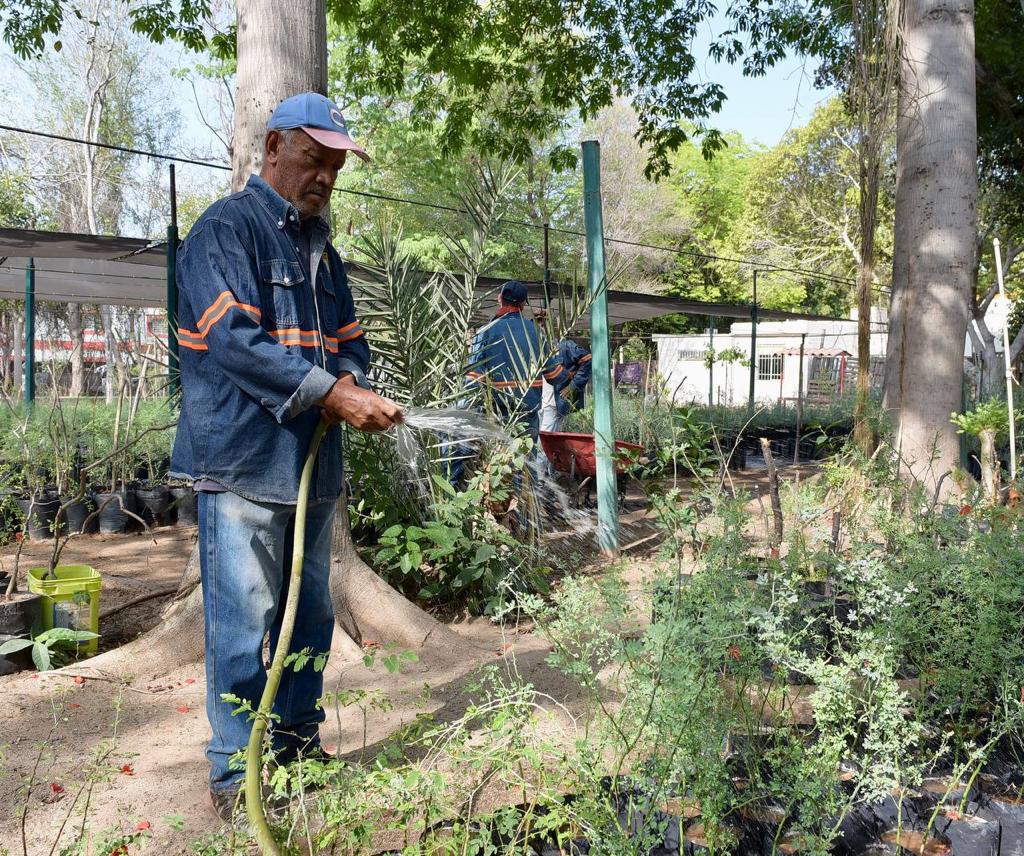 Invitan a reforzar los cuidados a plantas y árboles este verano (2)