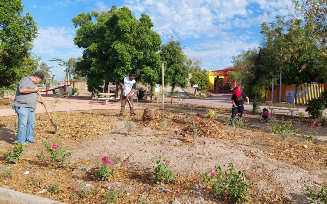 Reforestación de la primera etapa en La Sauceda