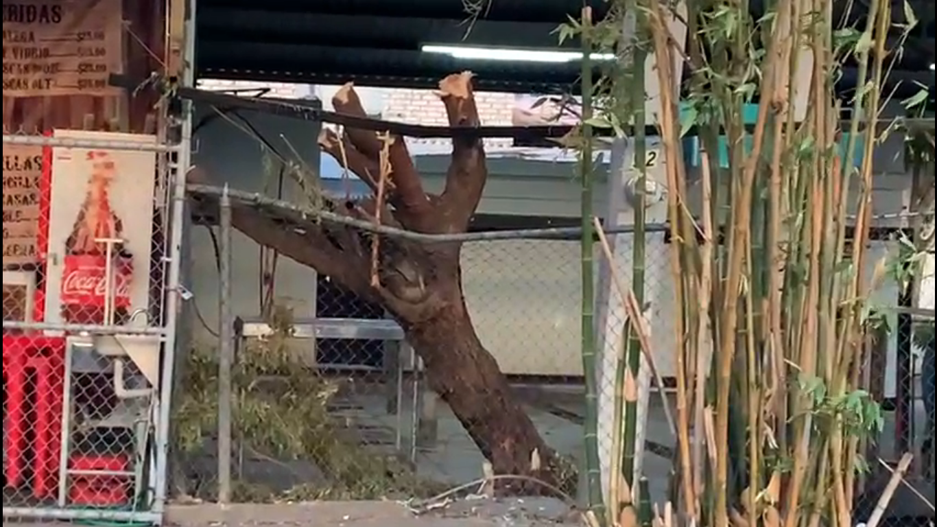 Hay 119 reportes de tala de árboles tan solo en la primera mitad del año árbol