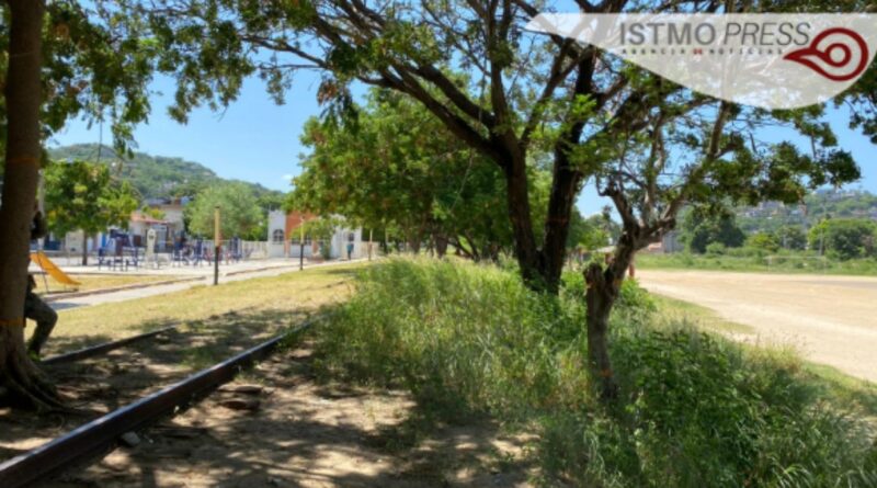 Derribarán 200 árboles para construir obra de Corredor Interoceánico en el Istmo de Tehuantepec