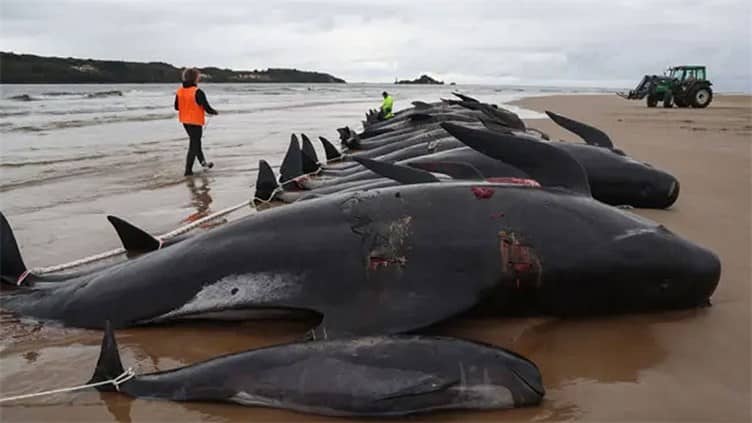 Murieron las 97 ballenas varadas en Australia