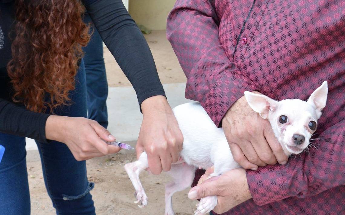 Los perros y gatos deben someterse anualmente a la aplicación de la vacuna que previene la rabia