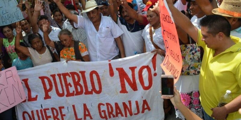 Casi mil granjas de cerdo en Yucatán producen carne para EEUU, Canadá y Asia granjas
