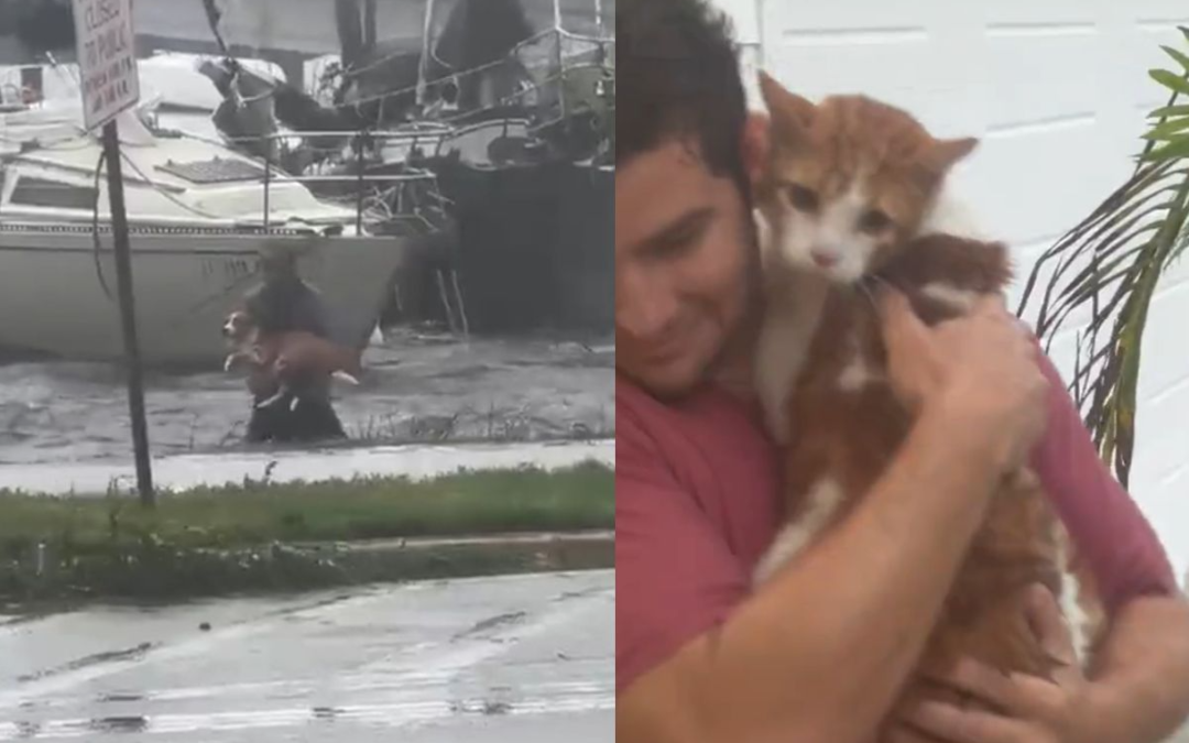 Gatitos y perritos de Guerrero también necesitan nuestra ayuda