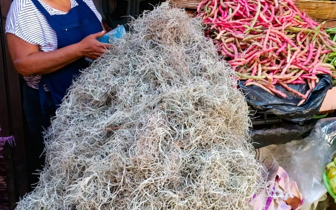 Extracción de musgo impacta en los ecosistemas naturales y termina en la basura