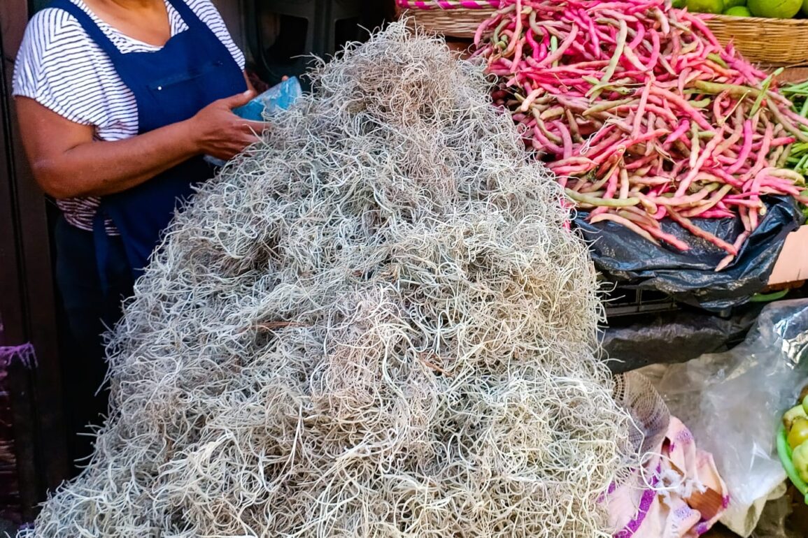 Extracción de musgo impacta en los ecosistemas naturales y termina en la basura misgo